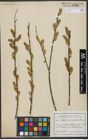 Foto von Salix viminalis L.